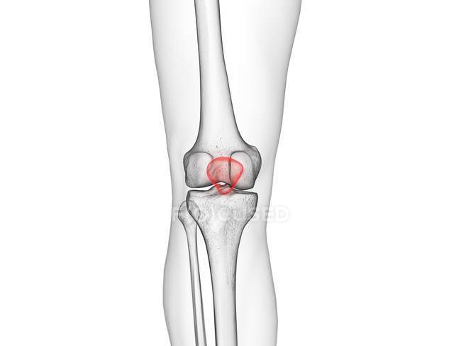 Patella bone in skeleton of human body, computer illustration. — Stock Photo