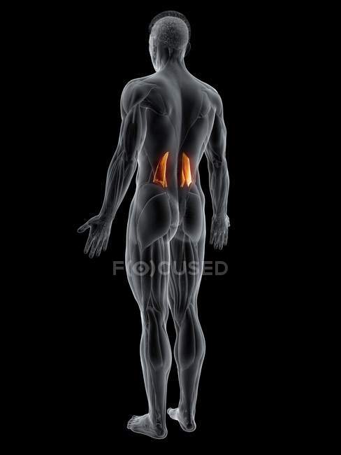Abstrakte männliche Figur mit detailliertem Quadratus Lumborum Muskel, Computerillustration. — Stockfoto