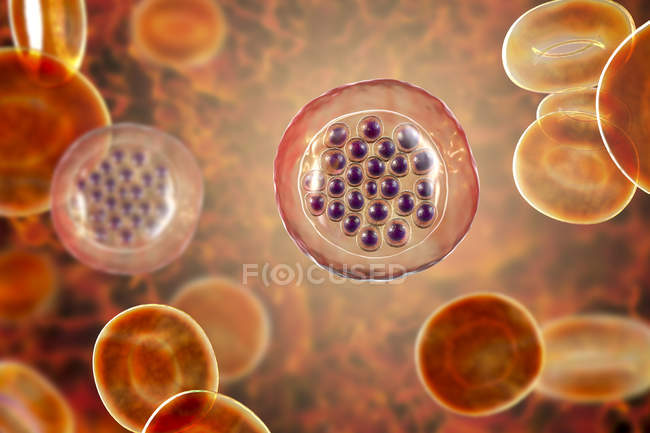Protozoos Plasmodium falciparum, agente causal de la malaria tropical en los glóbulos rojos, ilustración digital
. - foto de stock