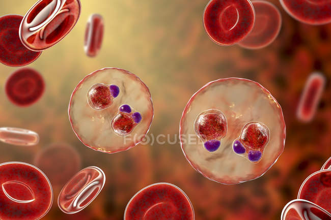 Protozoa Plasmodium falciparum, возбудитель тропической малярии в эритроцитах, цифровая иллюстрация . — стоковое фото