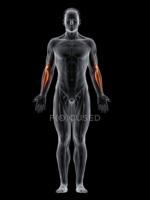 Чоловіче тіло з видимими кольоровими м'язами Brachioradialis, комп'ютерна ілюстрація . — стокове фото