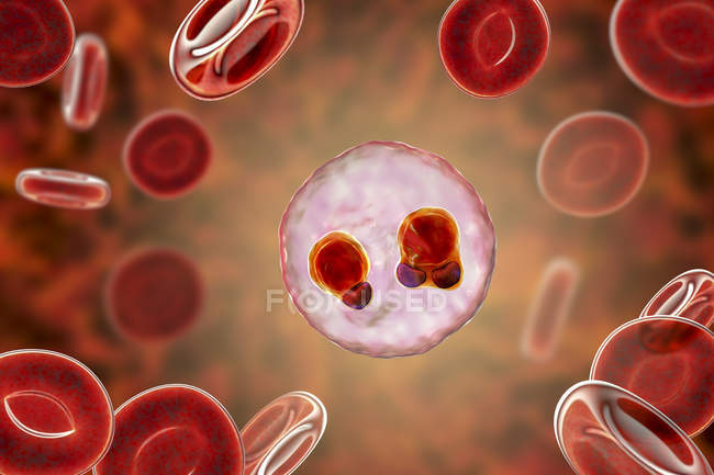 Protozoan Plasmodium falciparum, возбудитель тропической малярии в эритроцитах, цифровая иллюстрация
. — стоковое фото
