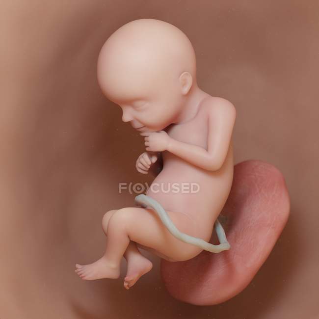 Foetus humain à la semaine 28, illustration numérique réaliste . — Photo de stock