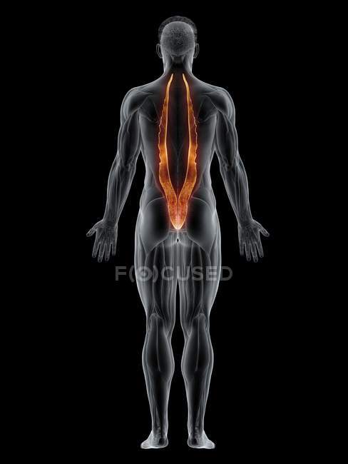 Männlicher Körper mit sichtbarem farbigen Iliocostalis-Muskel, Computerillustration. — Stockfoto