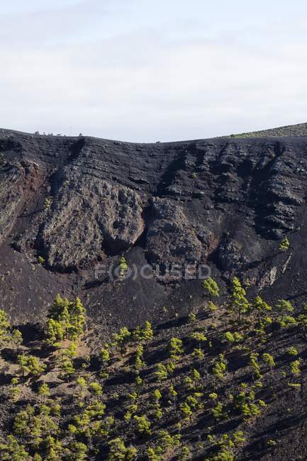 Pins canariens poussant dans un cratère volcanique dans les montagnes rocheuses de La Palma, îles Canaries. — Photo de stock