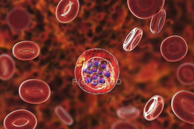 Plasmodium vivax protozoo dentro de los glóbulos rojos, ilustración digital
. - foto de stock