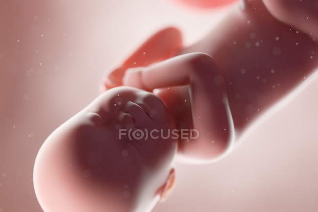 Fœtus humain réaliste à la semaine 40, illustration par ordinateur . — Photo de stock