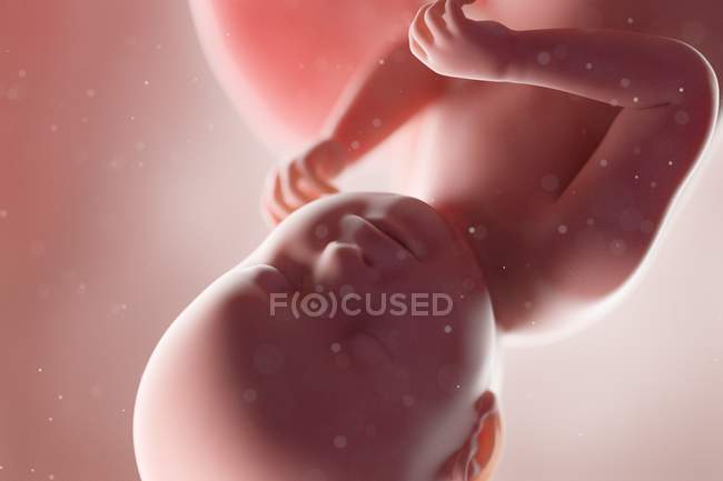 Fœtus humain réaliste à la semaine 38, illustration par ordinateur . — Photo de stock
