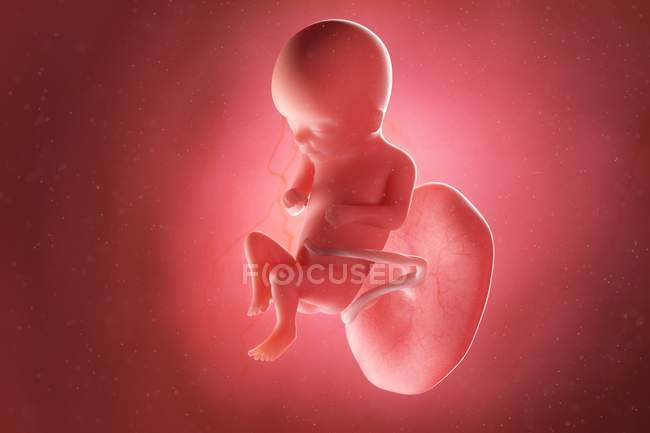 Human fetus at week 16, computer illustration. — Stock Photo