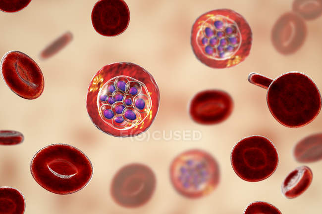 Plasmodium vivax protozoi e globuli rossi, illustrazione digitale . — Foto stock
