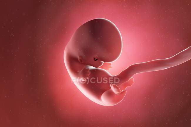 Foetus humain à la semaine 8, illustration par ordinateur . — Photo de stock