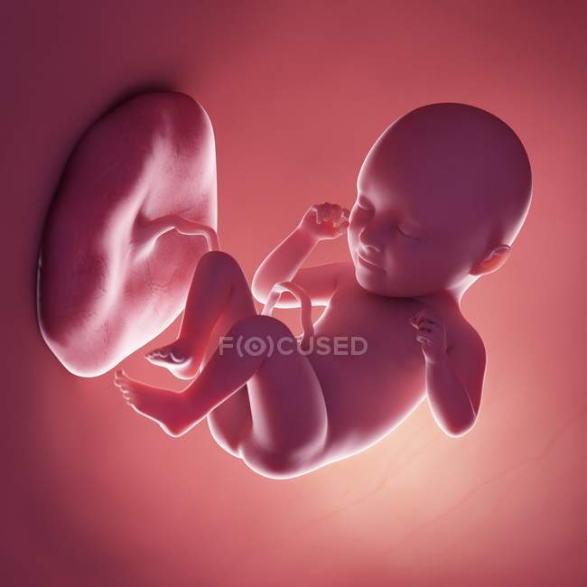 Realistic human fetus at week 35, computer illustration. — Stock Photo