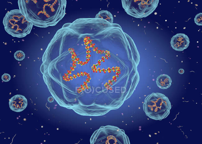 Ilustração digital mostrando a estrutura do vírus Coxsackie causando infecção cardíaca, infecção do pâncreas e infecção hepática . — Fotografia de Stock