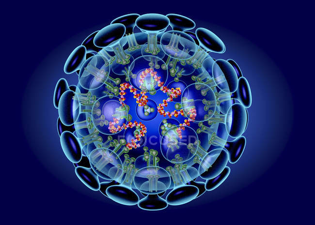 Цифровая иллюстрация структуры коронавируса, вируса, вызывающего инфекцию дыхательных путей, связанную с обычной простудой, пневмонией и острым респираторным синдромом
. — стоковое фото