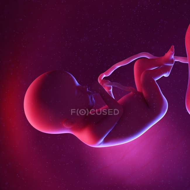 Foetus humain à la semaine 20, illustration numérique multicolore . — Photo de stock