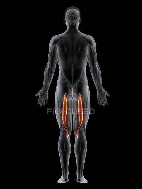 Male body with visible colored Semitendinosus muscle, computer illustration. — Stock Photo