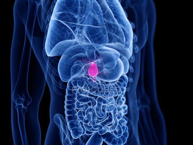 Анатомічне чоловіче тіло з кольоровим жовчним міхуром, комп'ютерна ілюстрація . — стокове фото