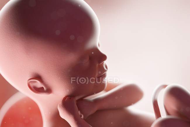 Fœtus humain réaliste à la semaine 24, illustration par ordinateur . — Photo de stock