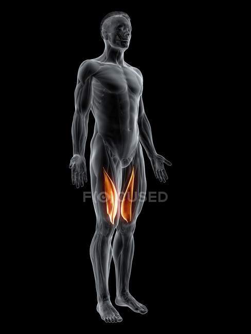 Figura masculina abstrata com músculo Vastus medialis detalhado, ilustração digital . — Fotografia de Stock