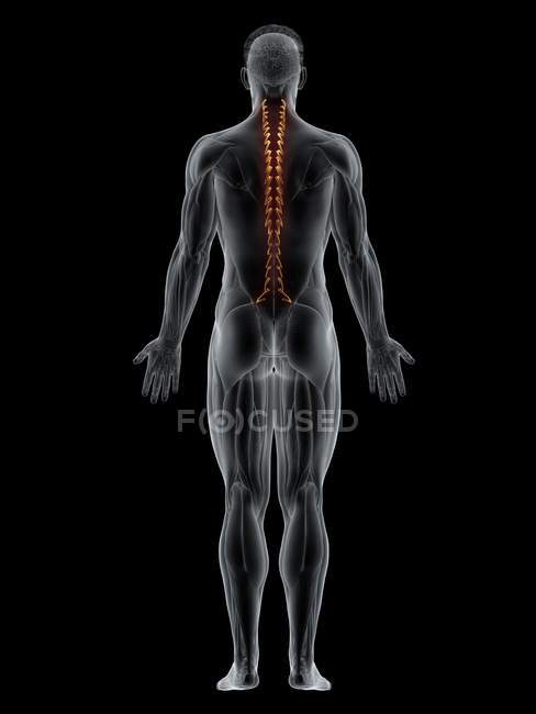 Мужское тело с видимыми цветными вращающимися мышцами, компьютерная иллюстрация
. — стоковое фото