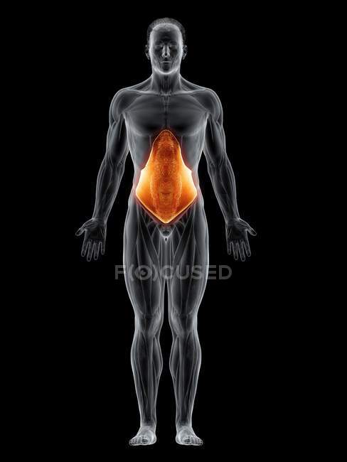 Abstract male body with detailed Transversus abdominis muscle, computer illustration. — Stock Photo