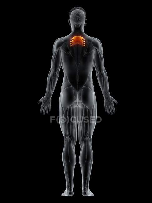 Männlicher Körper mit sichtbarem farbigem Serratus posterior superior Muskel, Computerillustration. — Stockfoto