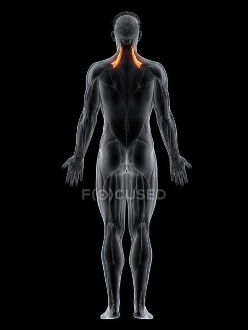 Männlicher Körper mit sichtbarem farbigem Levator Scapularis Muskel, Computerillustration. — Stockfoto