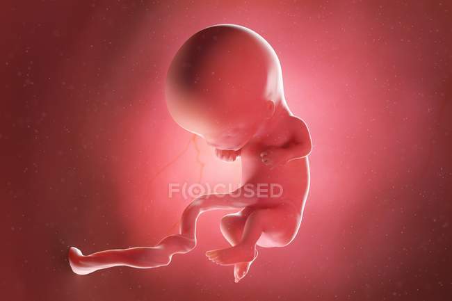 Foetus humain à la semaine 11, illustration par ordinateur . — Photo de stock
