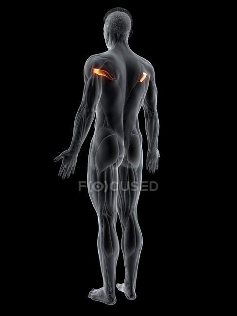Абстрактная мужская фигура с подробным Тересом основные мышцы, компьютерная иллюстрация
. — стоковое фото