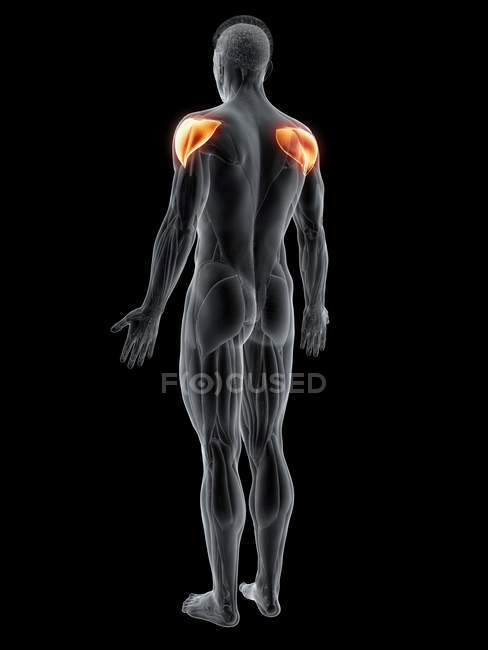 Абстрактное мужское тело с детальной дельтовидной мышцей, компьютерная иллюстрация
. — стоковое фото