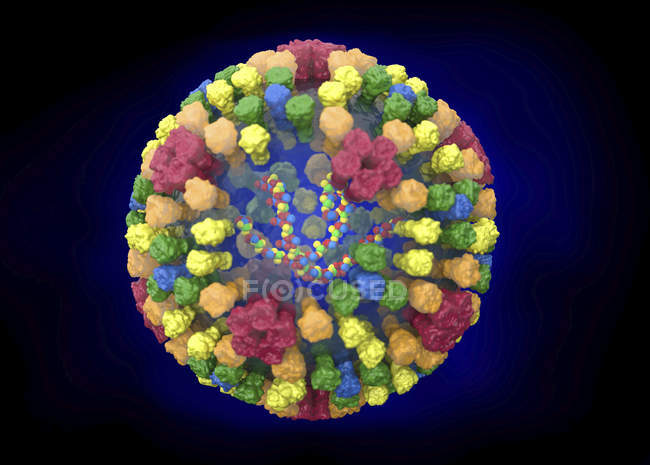 Estructura del virus de la lengua azul, ilustración digital . - foto de stock