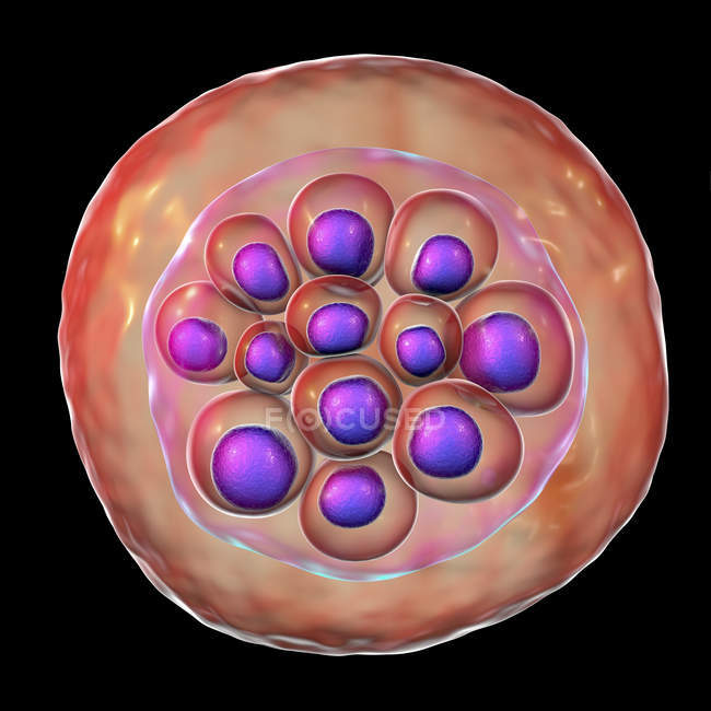 Plasmodium vivax protozoan, computer illustration. — Stock Photo