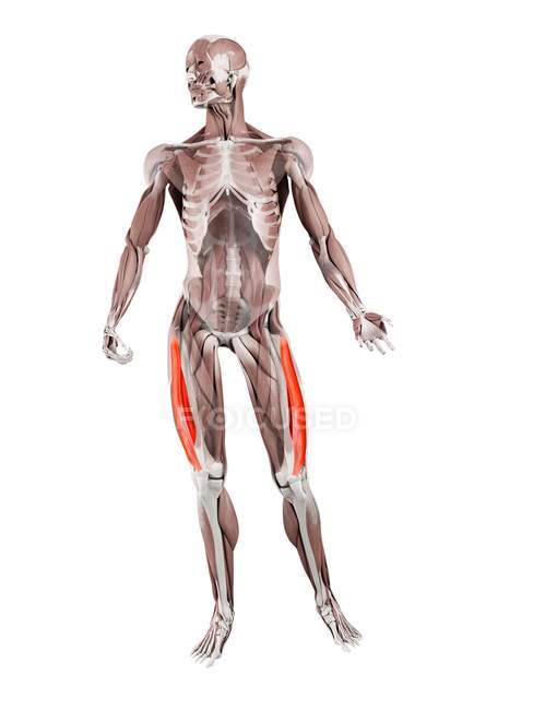 Physische männliche Figur mit detailliertem vastus lateralis Muskel, digitale Illustration. — Stockfoto