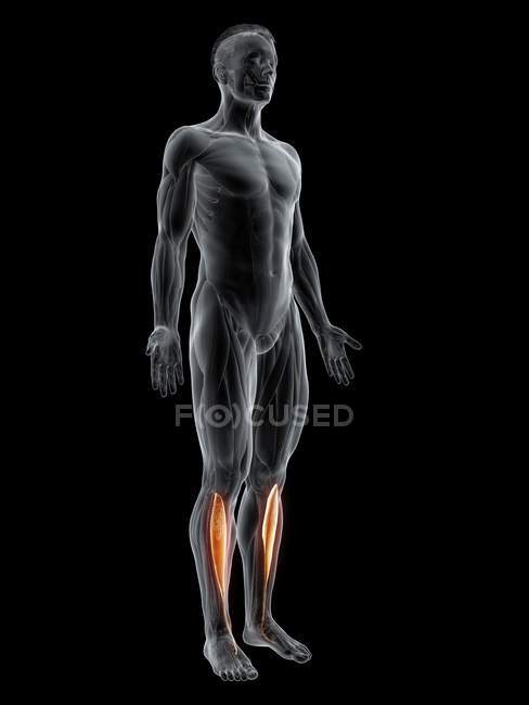 Abstract male figure with detailed Tibialis anterior muscle, digital illustration. — Stock Photo