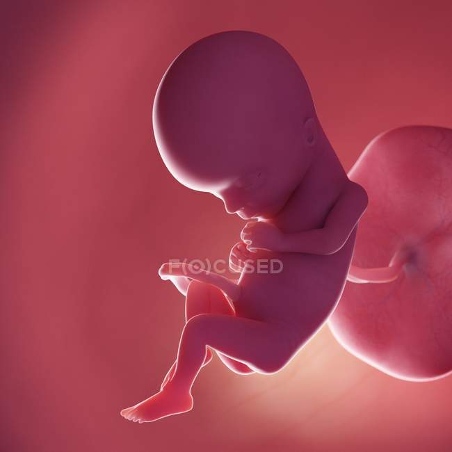 Human fetus at week 15, realistic digital illustration. — Stock Photo