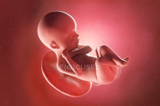 Foetus humain à la semaine 24, illustration par ordinateur . — Photo de stock