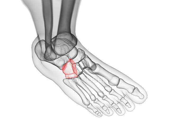 Cuboid bone detailed in human body, computer illustration. — Stock Photo