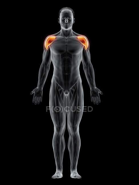 Male body with visible colored Deltoid muscle, computer illustration. — Stock Photo