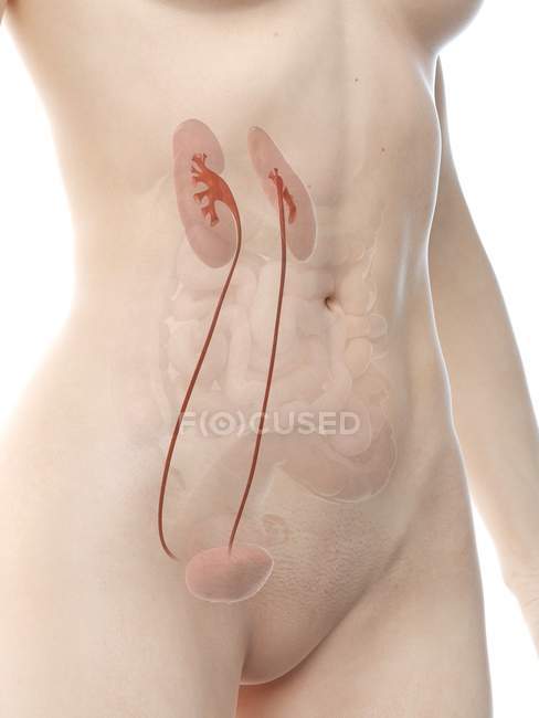 Жіноча анатомічна фігура з детальним сечовим апаратом.. — стокове фото
