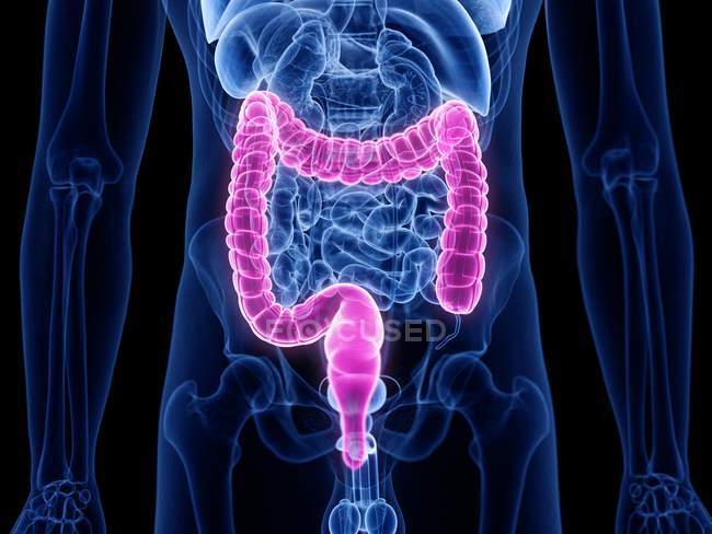 Abstract male figure showing colored large intestine, computer illustration. — Stock Photo
