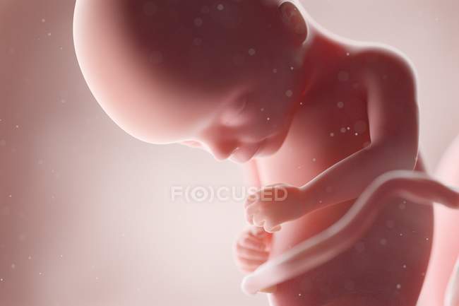Fœtus humain réaliste à la semaine 17, illustration par ordinateur . — Photo de stock