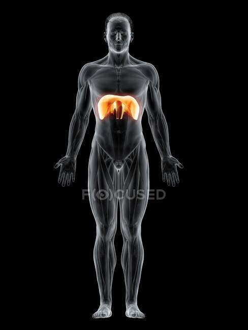 Diafragma humano, ilustración por ordenador. - foto de stock