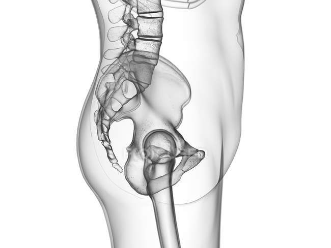 Silueta transparente del cuerpo humano con la articulación visible de la cadera, vista lateral, ilustración digital . - foto de stock