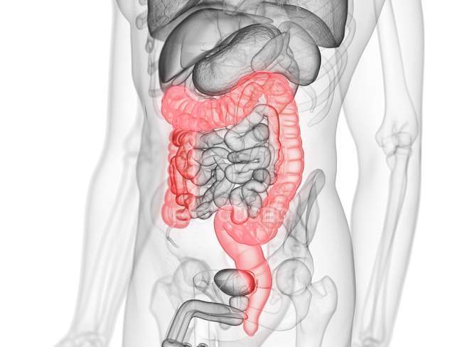 Corps masculin anatomique avec gros intestin coloré, illustration informatique . — Photo de stock