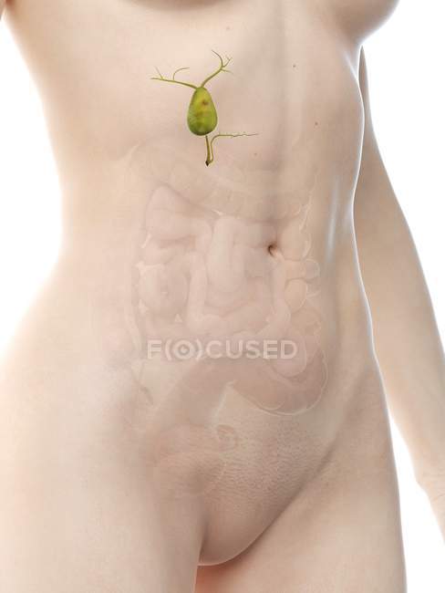 Female anatomical figure with detailed gallbladder, digital illustration. — Stock Photo