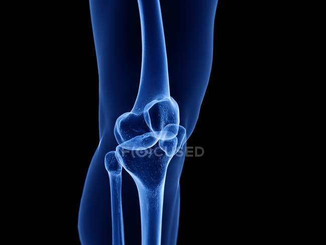 Прозорий силует людського тіла з видимим здоровим колінним суглобом, комп'ютерна ілюстрація . — стокове фото
