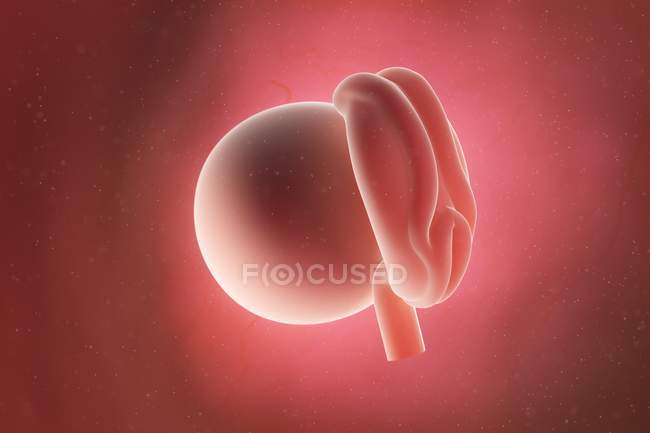 Human fetus at week 4, digital illustration. — Stock Photo