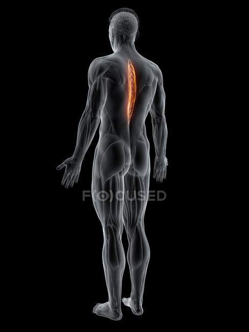 Figura masculina abstracta con músculo espinal torácico detallado, ilustración por computadora . - foto de stock