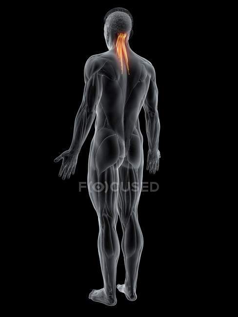 Abstrakte männliche Figur mit detailliertem Semispinalis capitis Muskel, Computerillustration. — Stockfoto
