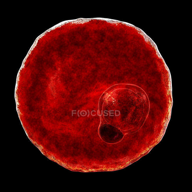 Plasmodium vivax protozoario, ilustración por ordenador
. - foto de stock